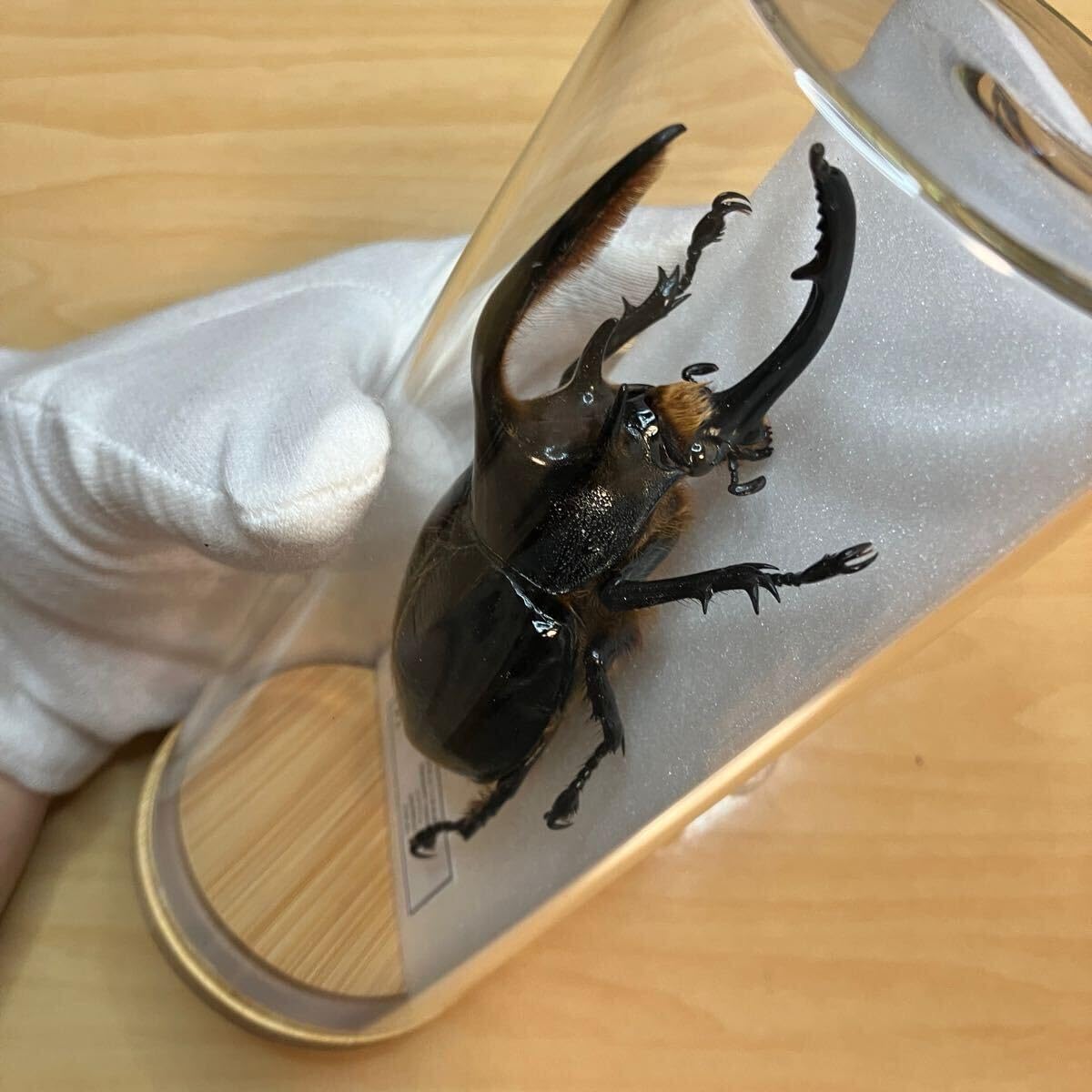 Amazon.co.jp: 昆虫標本ネプチューンオオカブト ガラスケース入り