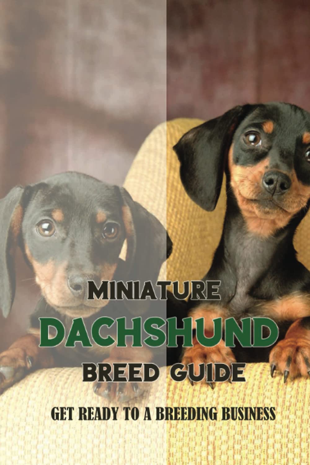 Miniature Dachshund Breed Guide: Get Ready To A Breeding Business: How Are Mini Dachshunds Bred
