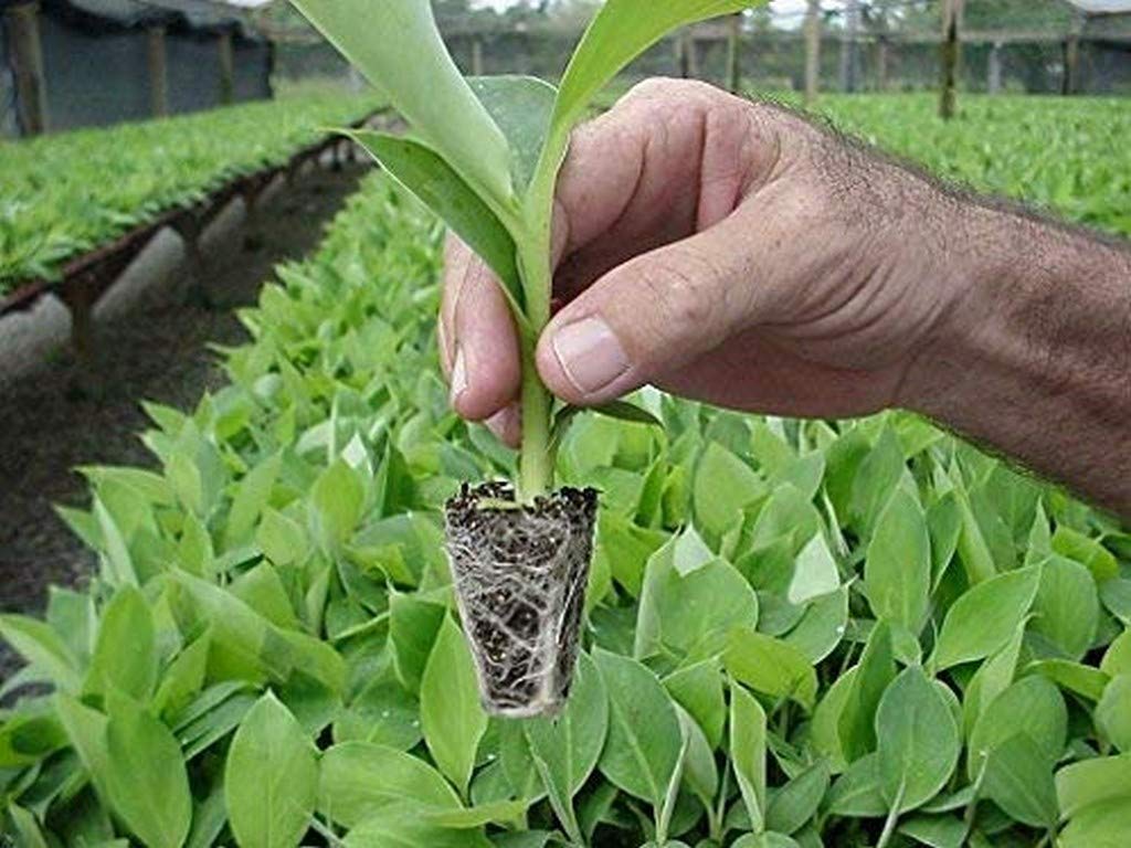 Creative Farmer Live Plant Banana Tissue Culture Kerala Nendran Banana - (Tissue Culture) Fruit Plants (1 Healthy Live Fruit Plant) (B08P5WWS56) Amazon Price History, Amazon Price Tracker