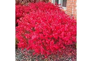 Dwarf Burning Bush - A Sea of Fire in Your Landscape