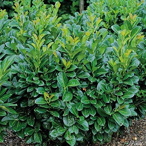Kirschlorbeer Etna - Hecken Pflanze 30-40 cm immergrn & winterhart als  Sichtschutz  Pilzfreie mehrjhrige Lorbeerkirsche Prunus Laurocerasus von  Garten Schlter : Garten Schlter: Amazon.de: Garten