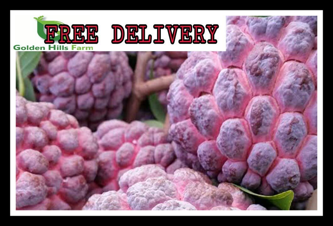 Golden Hills Farm Purple Custard Apple" Plant Sweet Delicious Fruit Plant 1 Healthy Fruit Live Plant (B07VX4KP4N) Amazon Price History, Amazon Price Tracker