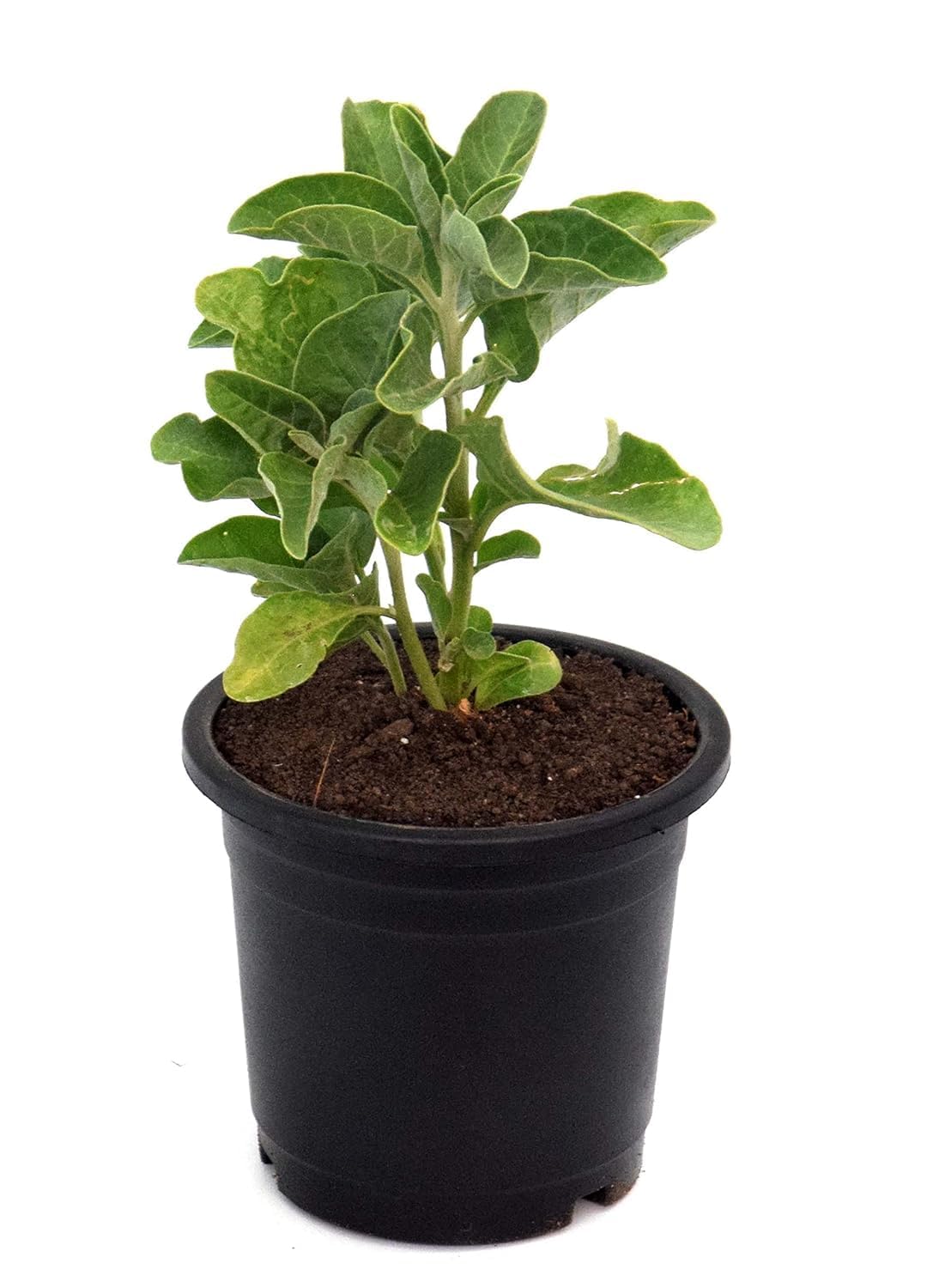 SEEDTREES Ashwagandha Medicinal Live And Healthy Plant | Freesh Live Plant |safe Paking Coming Your Home (Pack Of 1) (B0CWF6CZSG) Amazon Price History, Amazon Price Tracker