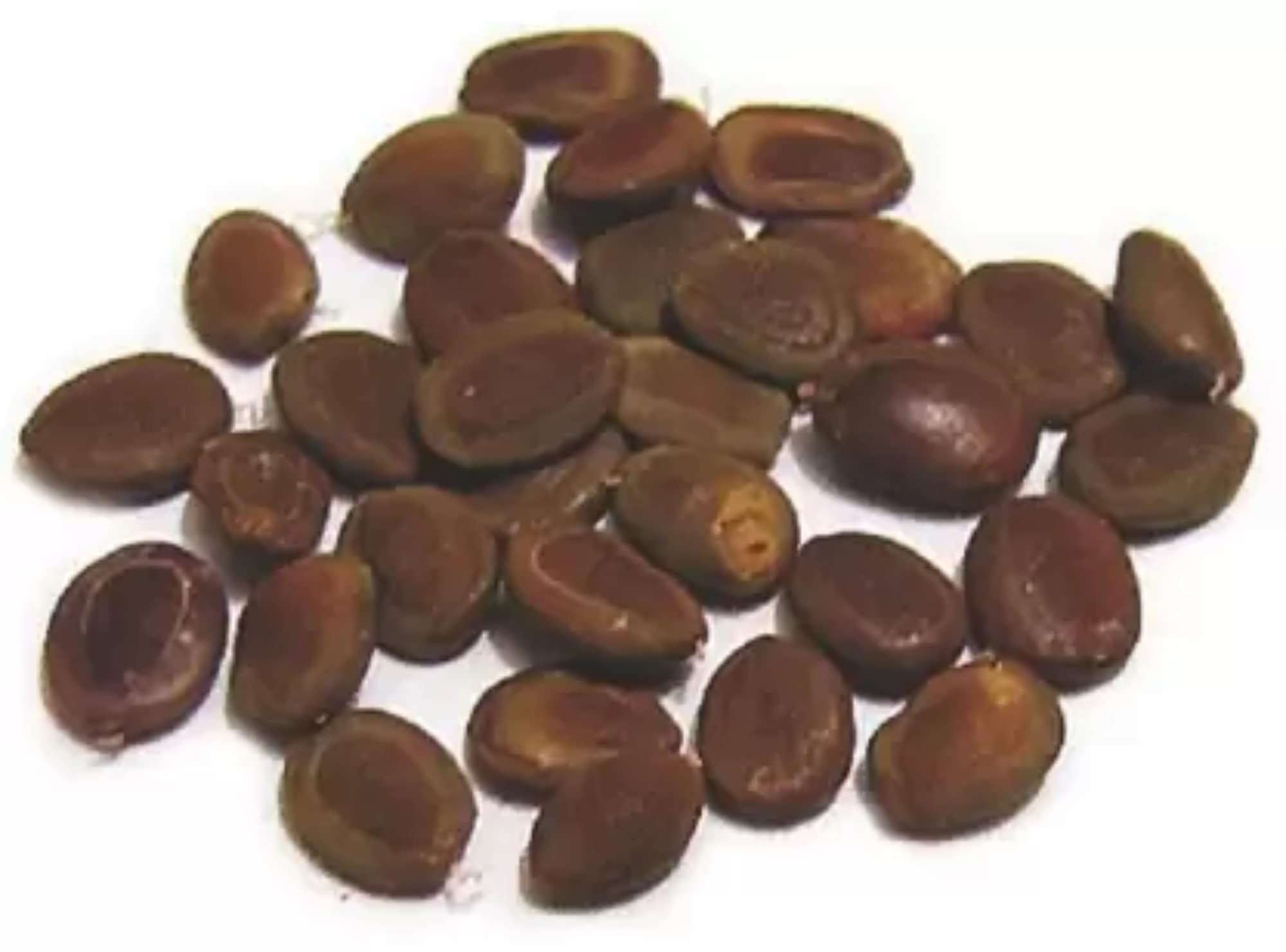 Verdor Acacia Leucophloea tree seed/Ronj Seed Pack of 1Kg (B09ZHQW2SJ) Amazon Price History, Amazon Price Tracker