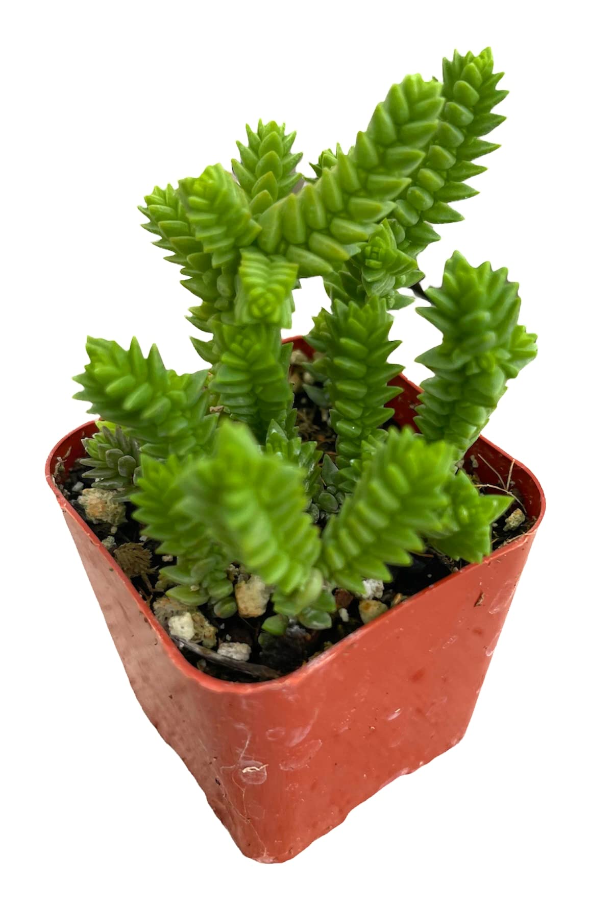 Amazon.com : USKC Live Succulent Cactus Plants (2" Pot Crassula Muscosa Watch  Chain Plant) : Patio, Lawn & Garden