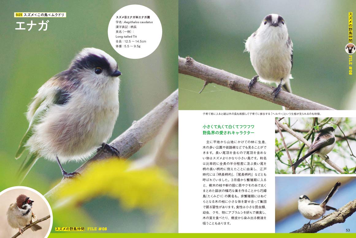 にっぽんのスズメと野鳥仲間 中野さとる