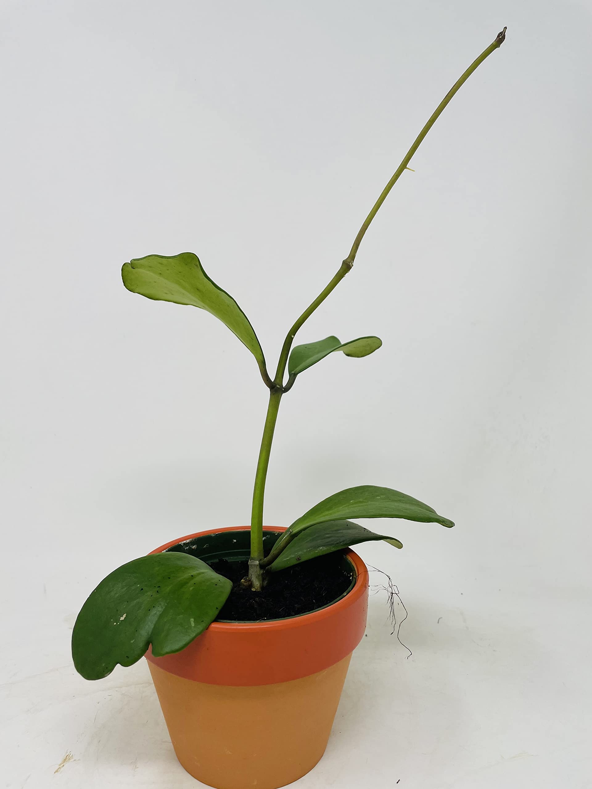 succulents sale Potted Indoor Succulents for Sale| Indoor Succulents or Sale