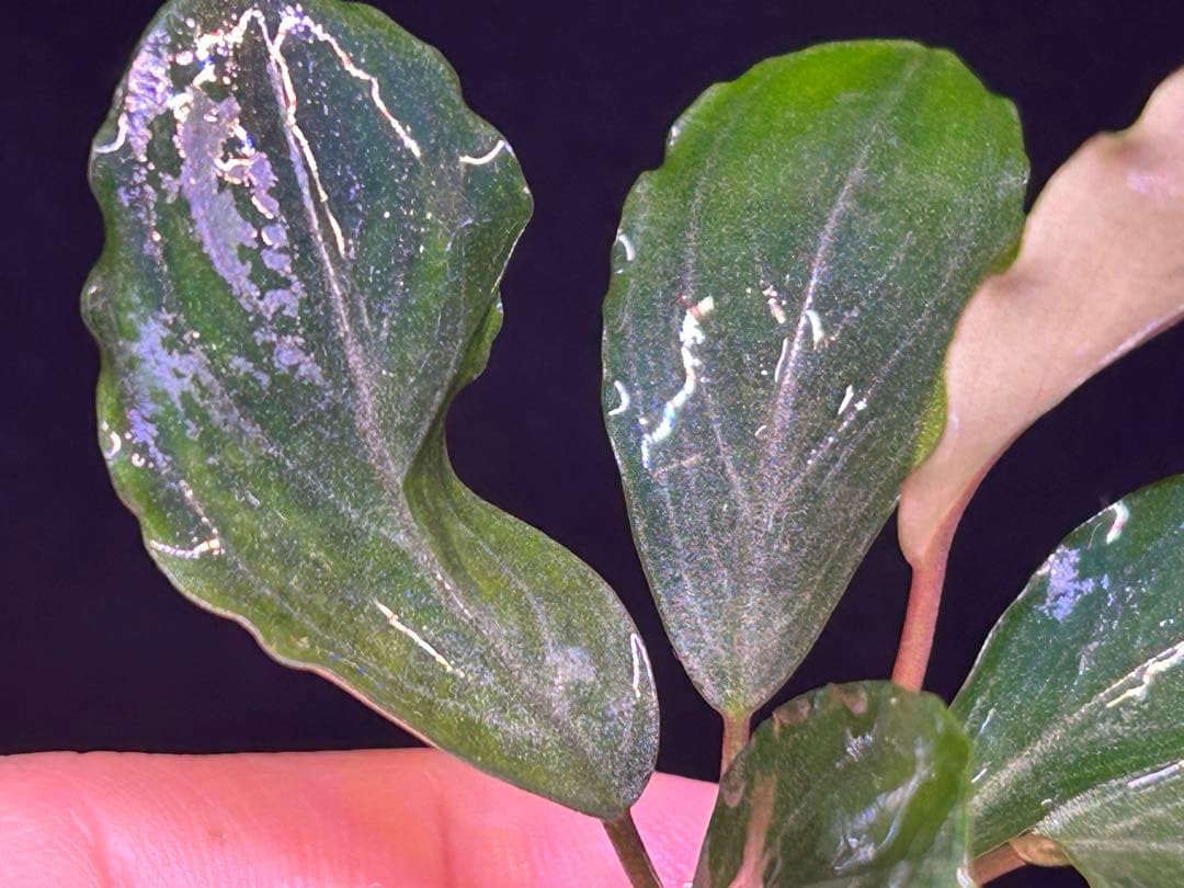 Amazon.co.jp: Bucephalandra sp.Pearl gray【TB】水上育成株 : ペット用品