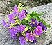 Produktbild Ein Bündel gefälschte Cineraria künstlichen Blumenstrauß Hause Büro Dekor Rose(Lila)