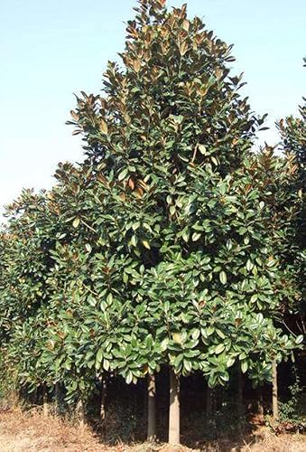 Miniatura 3 de MOCCUROD Magnolia Grandiflora 15 semillas