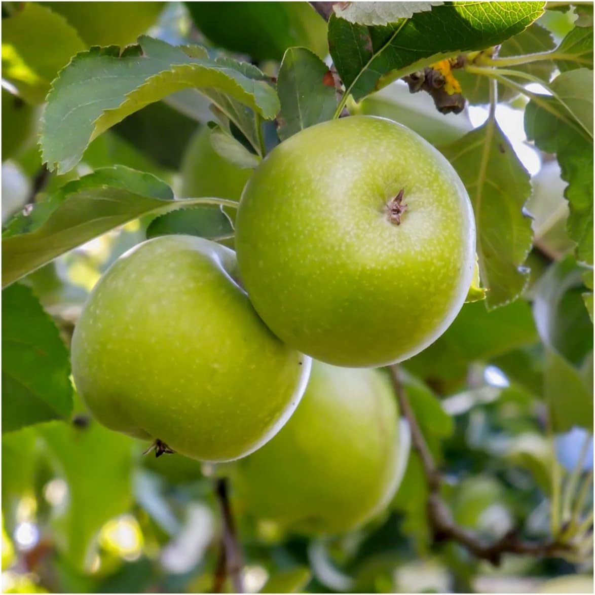 Dwarf Patio Granny Smith Apple Tree in a 5L Pot Ready to Fruit