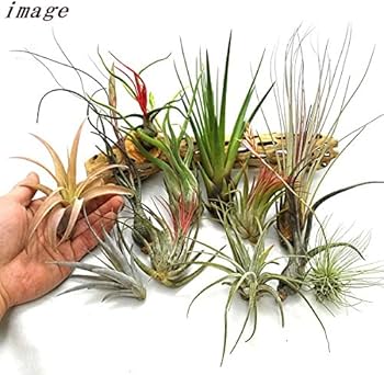 61-5tAIg3oL._AC_UF350,