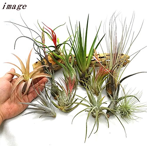 【健太郎】ティランジア2点セット 健太郎様専用】ティランジア2点セット