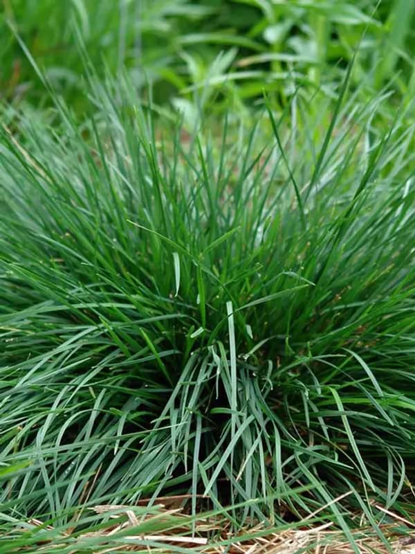 Siddhi Vinayak Gallery® Imported Lemon Grass Herb Seeds For Your Garden (Packet Of 20 Seeds) (B0BBMJBTZM) Amazon Price History, Amazon Price Tracker