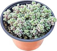 Vista 10 de Suculentas vivas Sedum Adolphi 'Firestorm' (10 cm), plantas suculentas totalmente enraizadas en macetas con tierra, planta de interior de fácil