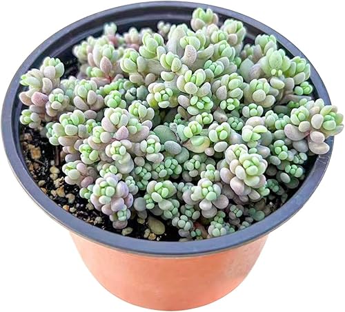 Miniatura 54 de Suculenta única Echeveria “Dusty Rose” de 4 pulgadas, suculentas vivas completamente enraizadas en macetas, fácil cuidado, para decoración
