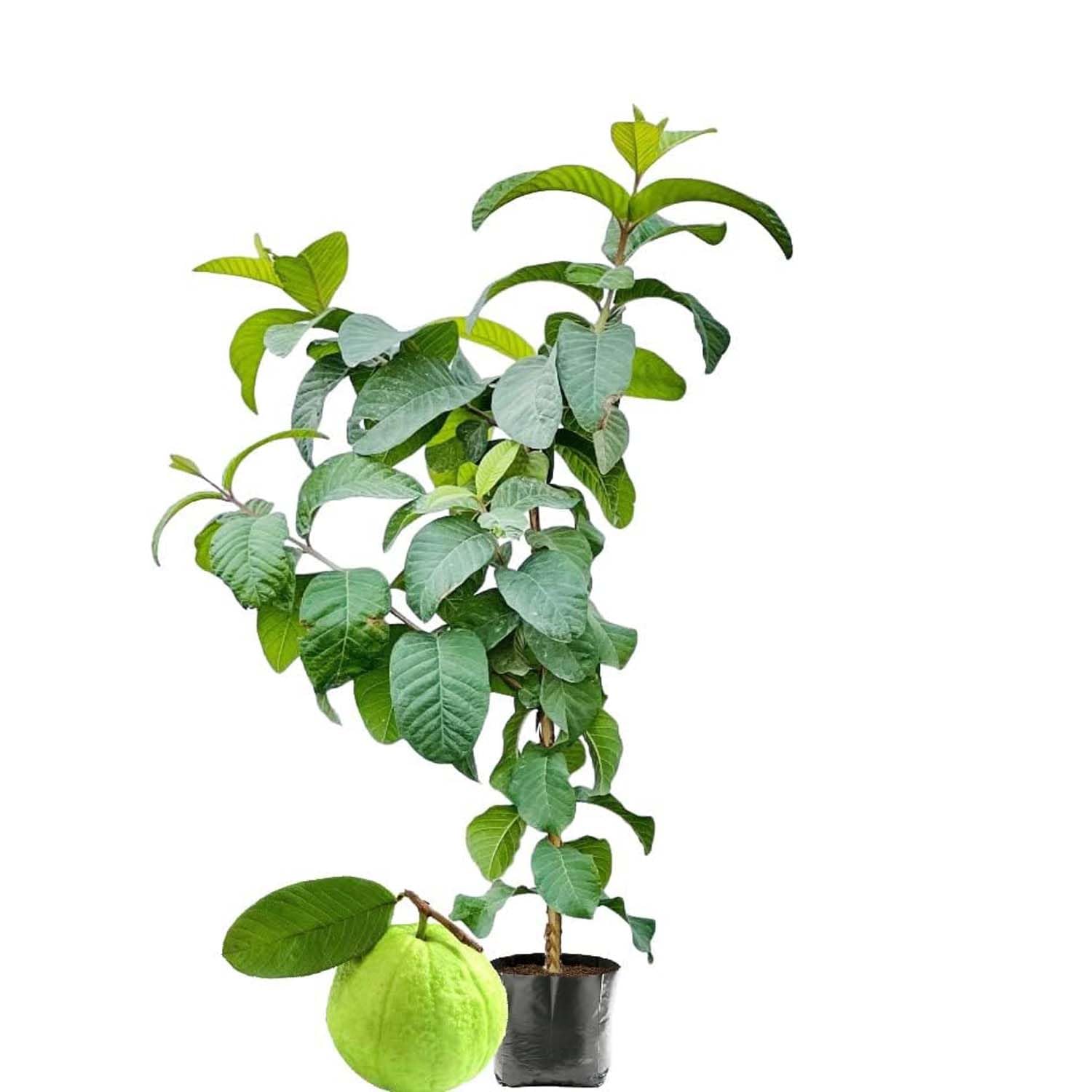 IXORA Guava KG Big size Amrood Variety Fruit (Air Layering/Grafted) Live Plants & Tree(1.5-3 Feet Size) (B0BM9HVKY6) Amazon Price History, Amazon Price Tracker