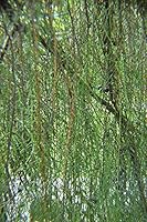 Algopix Similar Product 16 - ENVIDESO  Cupreu macrocarpa aligna