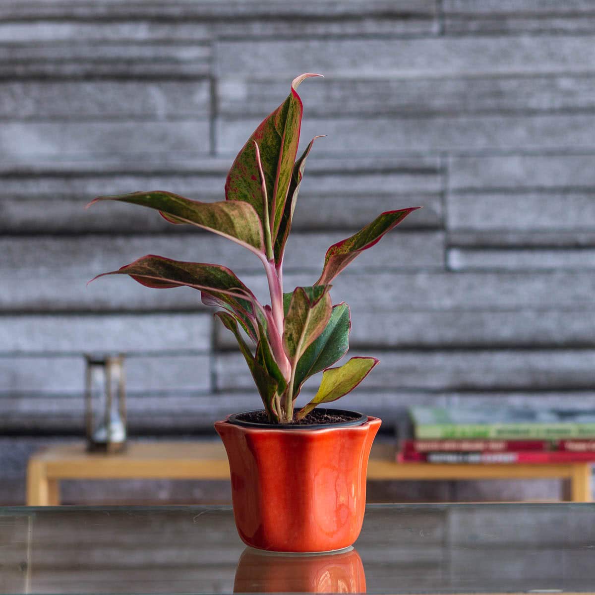 Ugaoo Star Ceramic Pot (Orange) (B01JUR66BU) Amazon Price History, Amazon Price Tracker