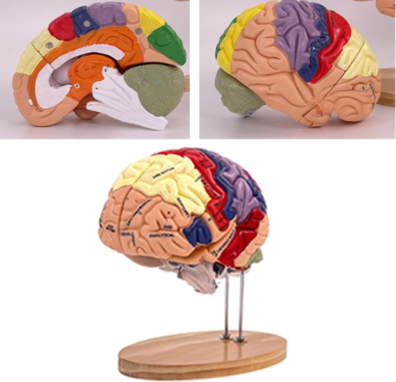 Model nauczania anatomii ludzkiego mózgu do badania chorób mózgu, model narządów do edukacji medycznej