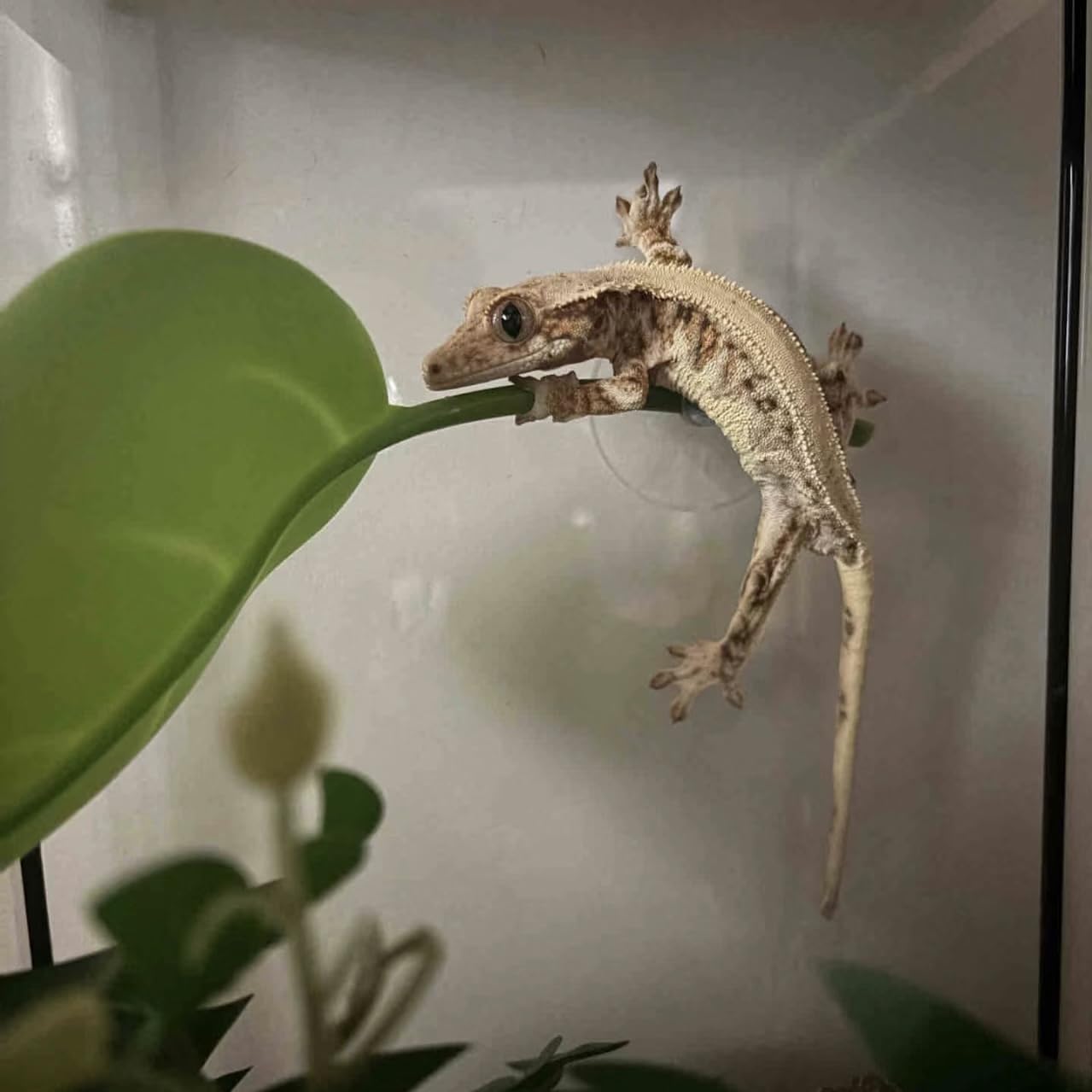 Plantas de reptiles, planta de serpiente, piel de geco, accesorios de tanque de geco de leopardo, hamaca de dragón barbudo, accesorios de tanque de geco, decoración de terrario, piel de