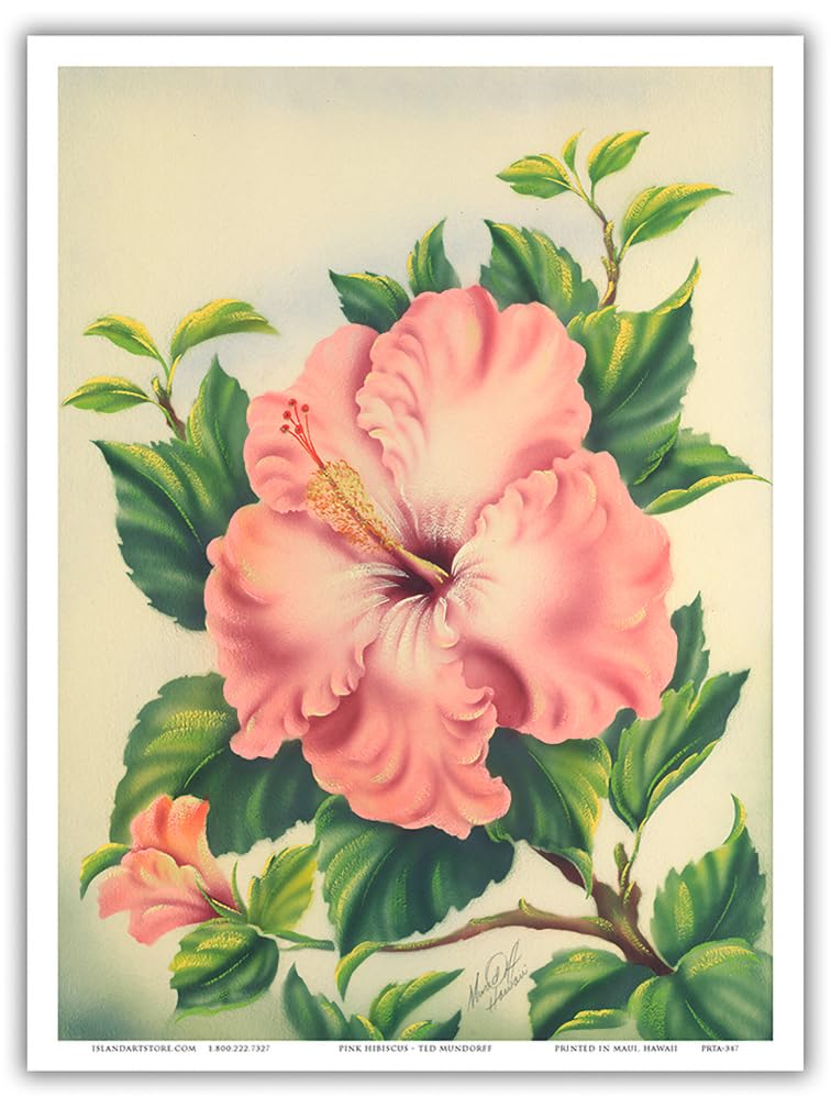 Pink Hibiscus, Hawai'i - Vintage Hawaiian Airbrush Art by Ted Mundorff c.1940s - Hawaiian Master Art Print 9" x 12" PRTA347