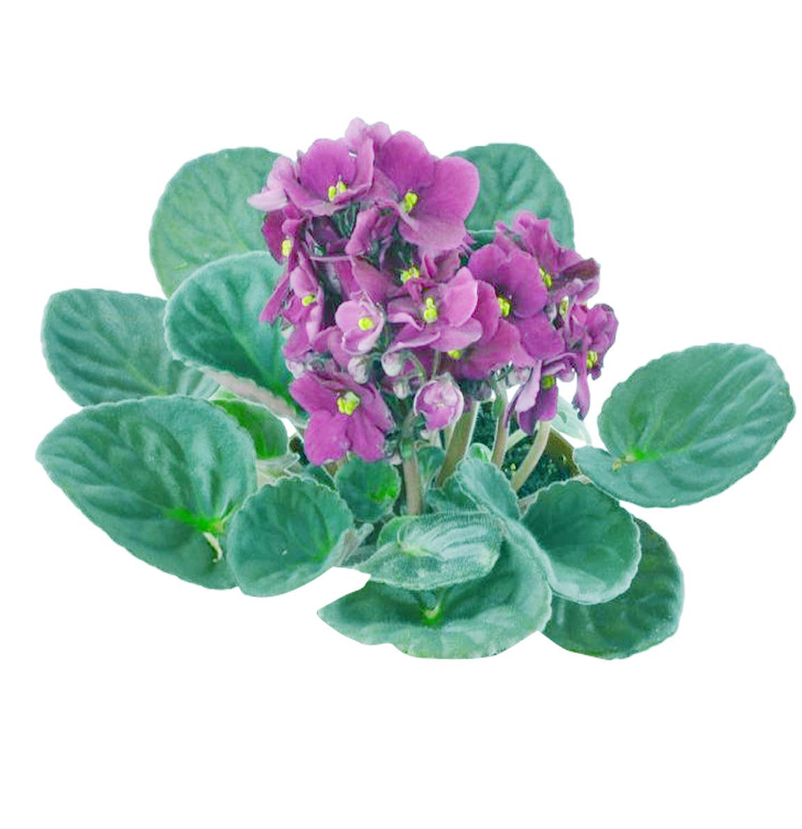 Nema African Violets Flower Seeds-100PCS (B07SL9CMVS) Amazon Price History, Amazon Price Tracker