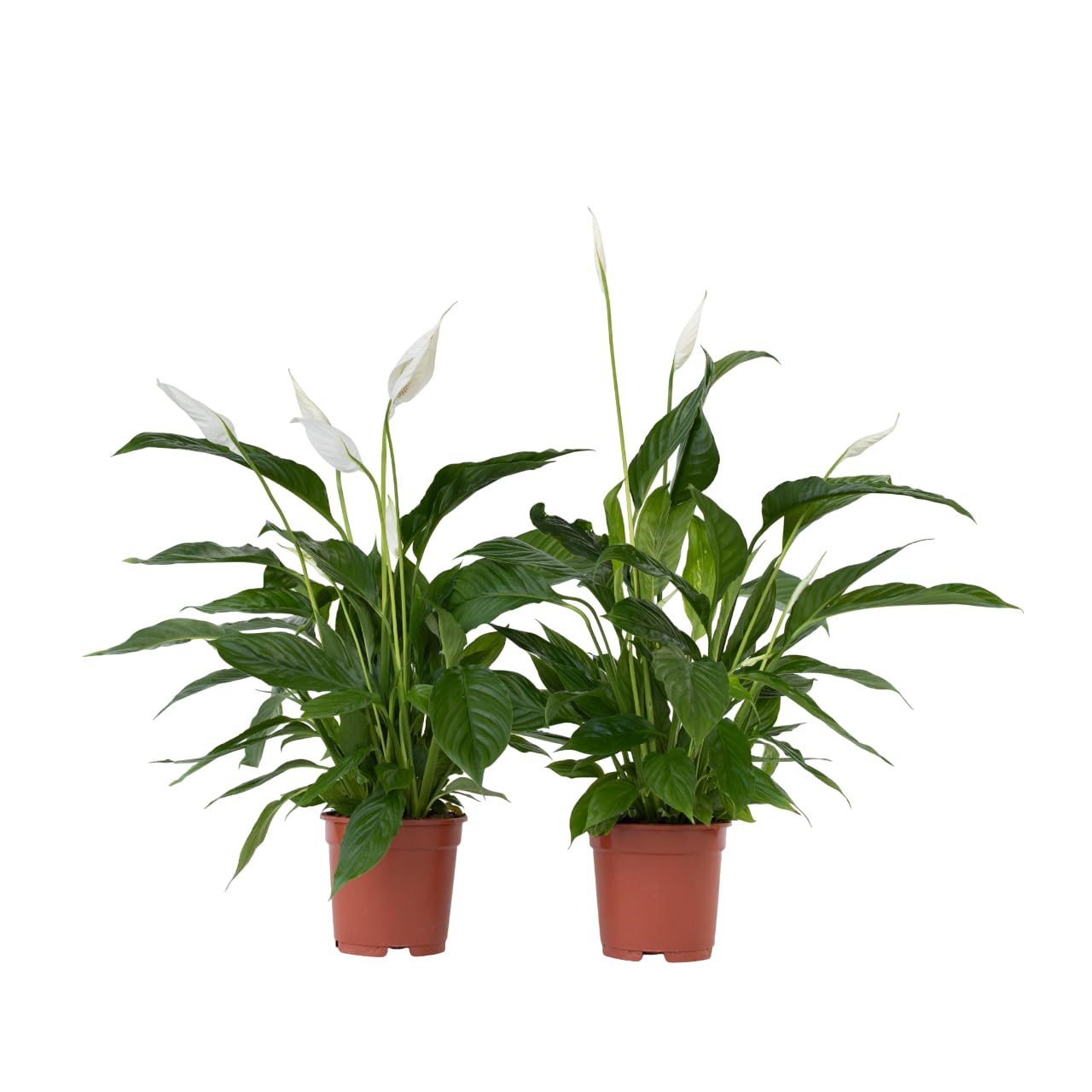 Plant in a Box - Spathiphyllum - Set de 2 - Planta de interior - Maceta 17cm - Altura 60-75cm