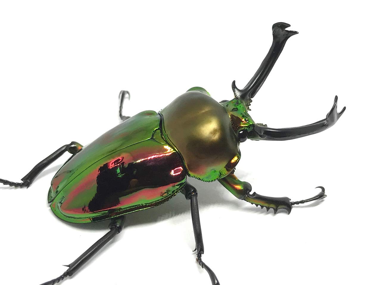 ニジイロクワガタ　美品 漆黒のダイヤモンド ニジイロクワガタ 54/34 成虫ペア - INSECT