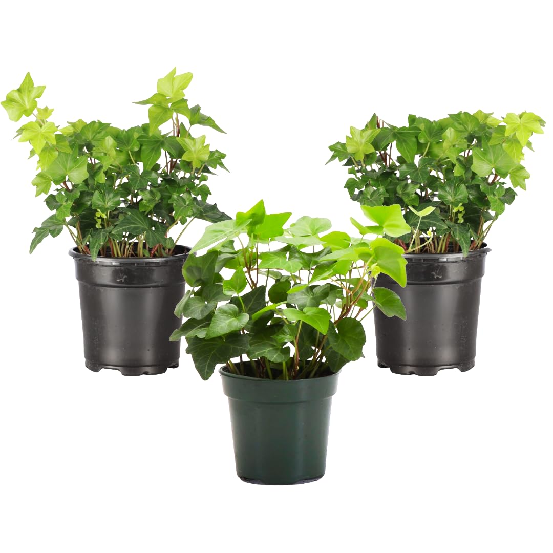 Live Hahn's Green Ivy Plant, Vining Indoor Plant, 4" Pot
