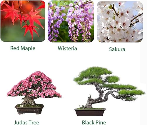Miniatura 2 de Semillas de árbol bonsái 5 tipos semillas de glicina semillas de pino negro semillas de Sakura semillas de arce rojo semillas de árbol de Judas
