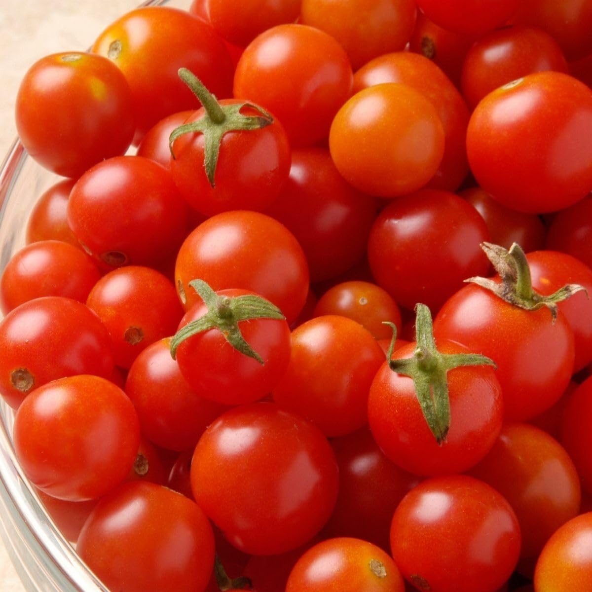 Buy4Seeds 20 Seeds Tomato Dwarf Tiny Tim Easy to Grow