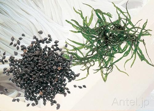 Antel 小嶋屋総本店 布乃利へぎそば 200g×2袋