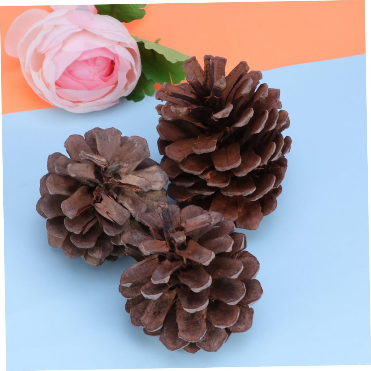 Pigne Natalizie Decorative 50 Pezzi 6-8cm in Pigne Naturali | Albero di Natale e Tavola, Uso Ripetuto, Atmosfera Festiva Invernale, Addobbi per Vetrina