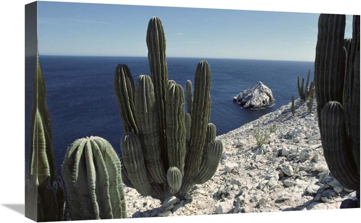 Cardon cactus on cliffs, Isla San Pedro Martir, Sea of Cortez, Baja, Mexico-Canvas Art-24"x16"