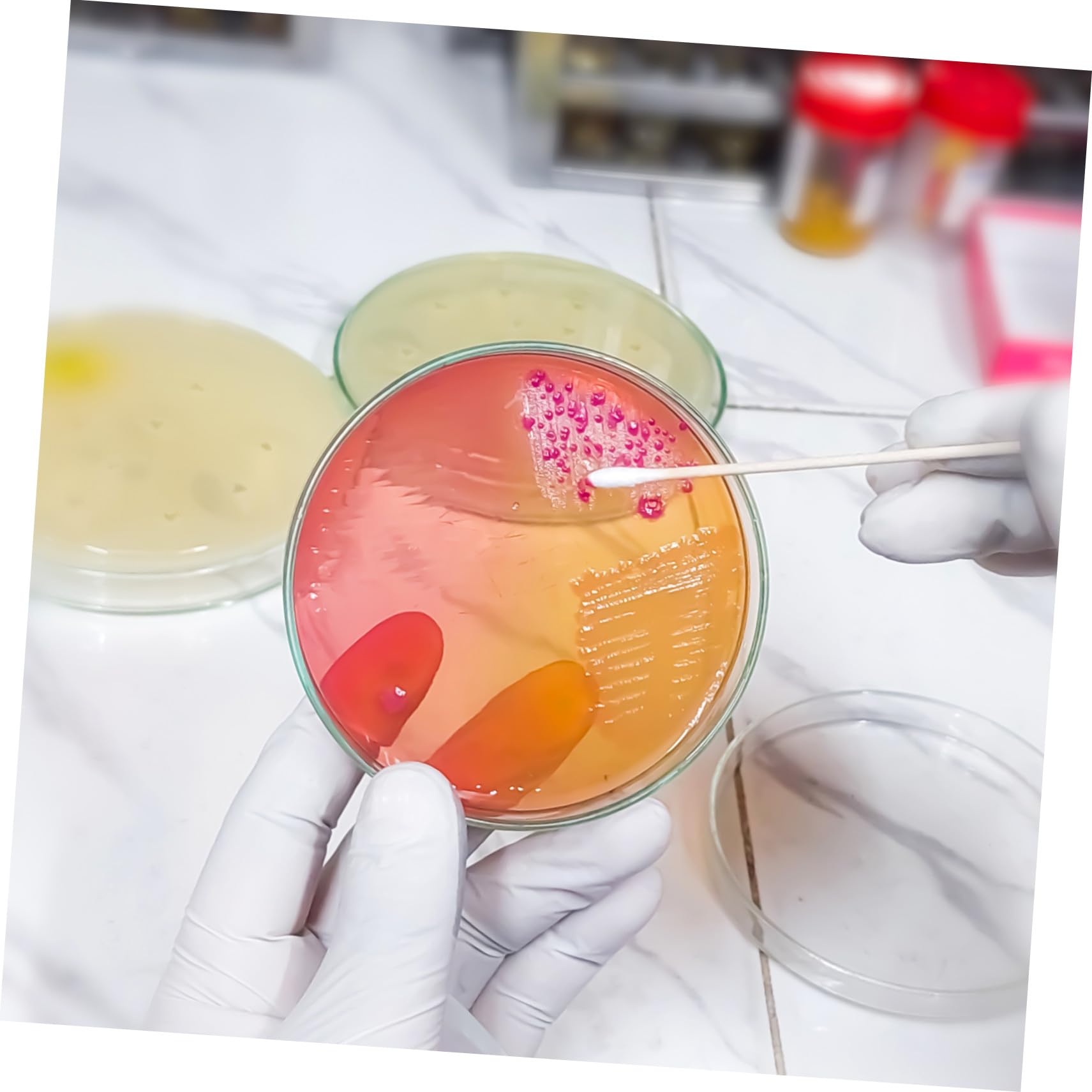 Agarplatten 20 Stück aus Agar für Labor und Kultivierung | 7 Cm Vorgegossen, Geeignet für Wissenschaftliche Experimente, Leicht zu Transportieren