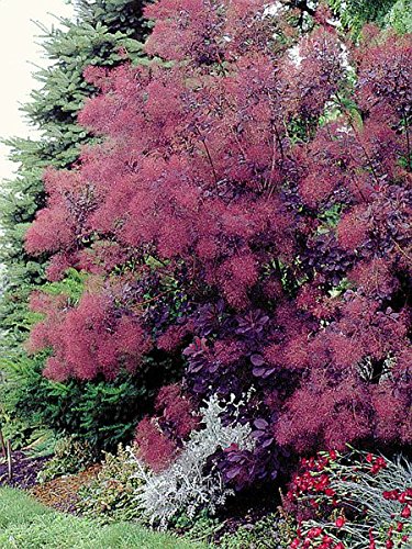 5 Best Dwarf Smoke Bush | Compact Color That Stays Under 5 Feet