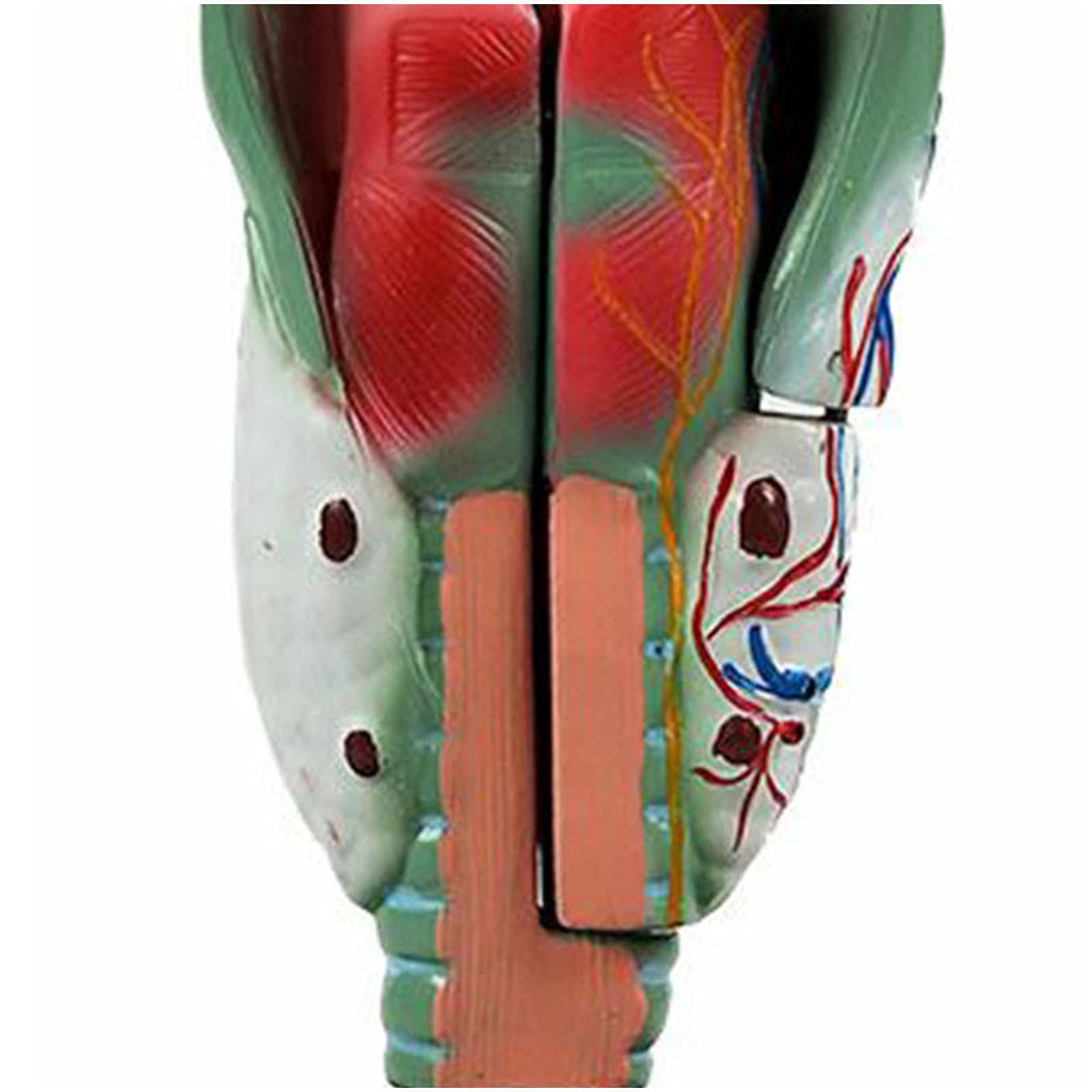 Model Gardła Ludzkiego Larynx Anatomiczny Model Ludzkiej Jamy Nosowej Model Anatomii Gardła Medyczne Materiały Dydaktyczne Narzędzie Do Nauki
