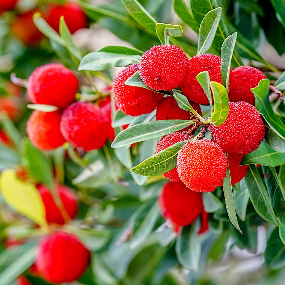 Amazon.co.jp: ヤマモモ 【東魁 (トウカイ) （メス）】 1年生接木苗