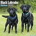 Black Labrador Retriever Calendar - Dog Breed Calendars - 2018 - 2019 Wall Calendars - 16 Month by Avonside