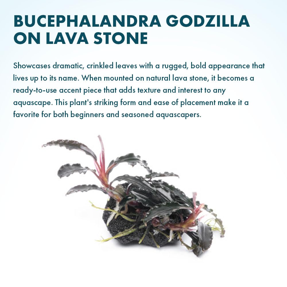 Amazon.com: SubstrateSource Live Planted Decor - Bucephalandra
