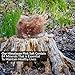 Himalayan Nature Animal Licking Pink Salt Rock Lick Deer, 8 Pound, Natural Mineral Block, Hand-Carved, Ideal for Wildlife, Hunting, Photography, Health