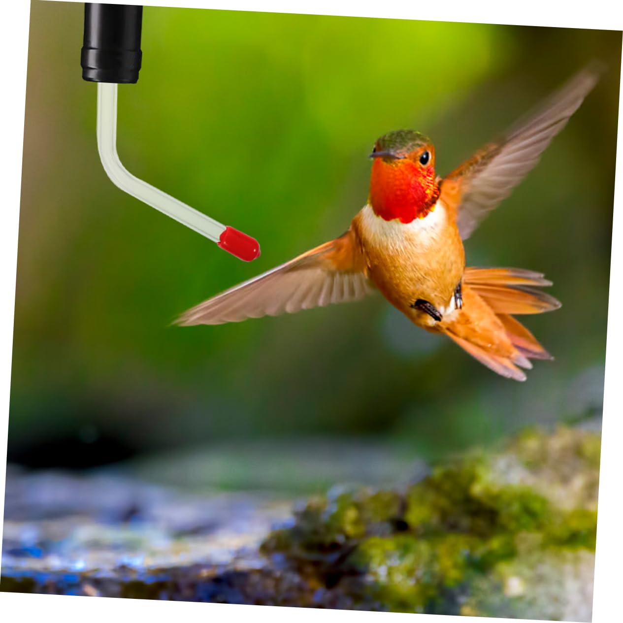 Toyvian 2 Set Mangiatoia Per Colibrì Tubi Di Alimentazione Potabile Mangiatoia Giornaliera Per Uccelli Mangiatoia Per Uccelli All'aperto Mangiatoie D'acqua Per Bicchiere 3 Pezzi*2