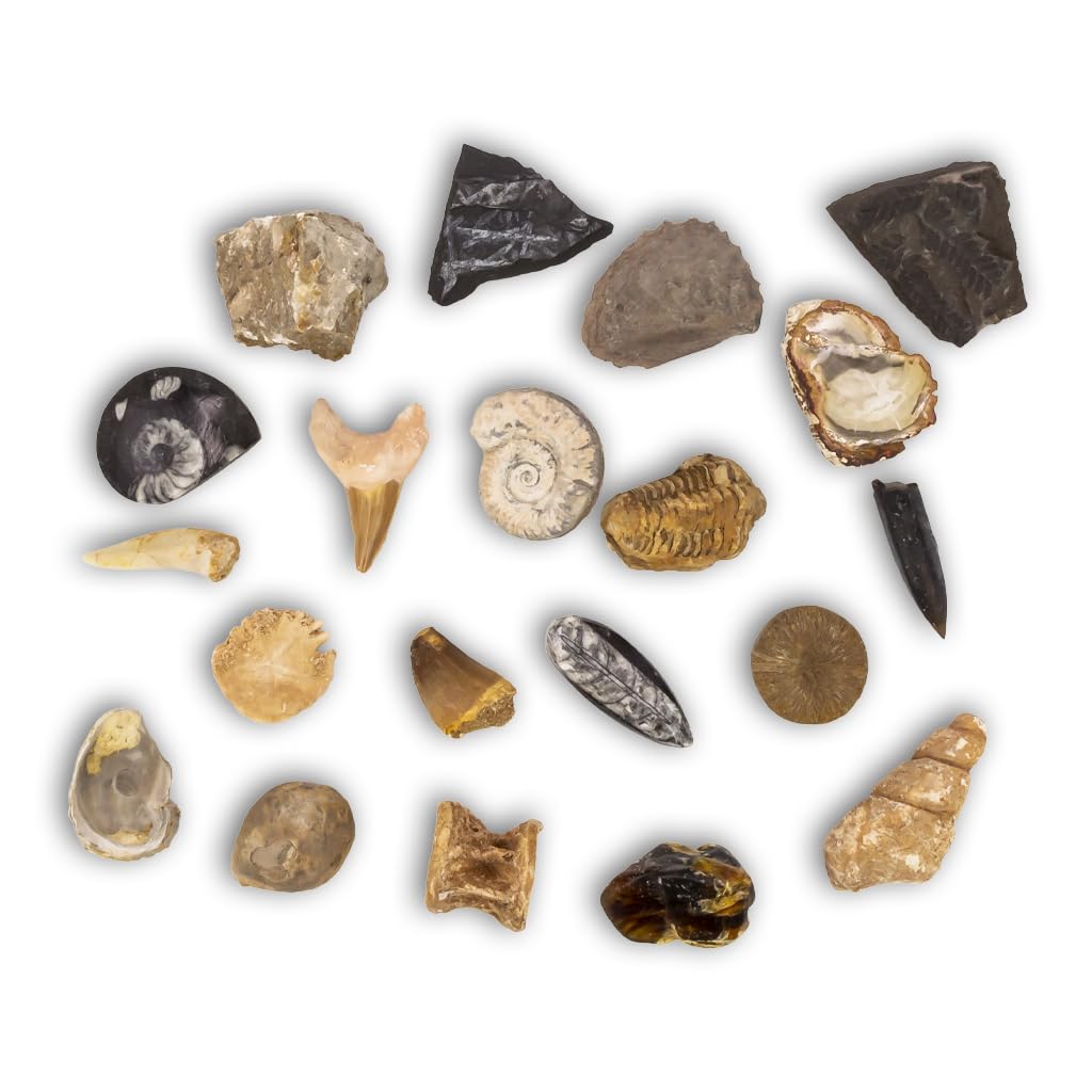 Colección de 20 Fósiles del Mundo Premium en Caja de Madera Natural - Fósiles Reales educativos de Gran tamaño con Hoja de descripción. Kit Geología para niños