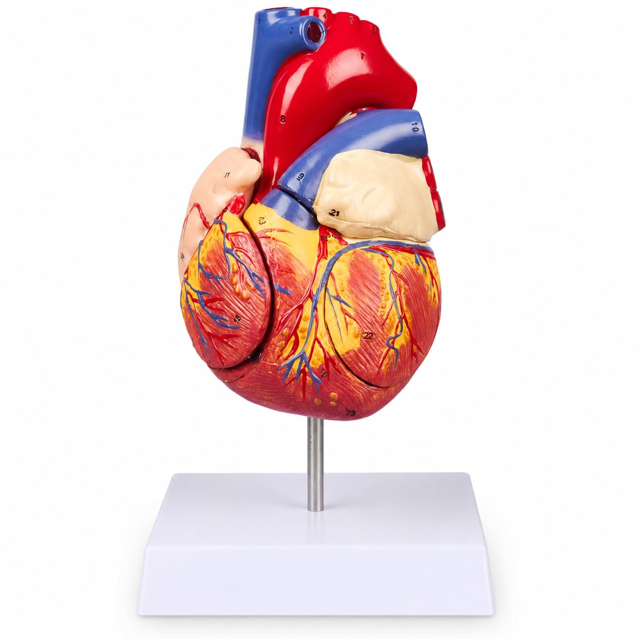 Life Size Heart Model - 34 Anatomy Structures -9