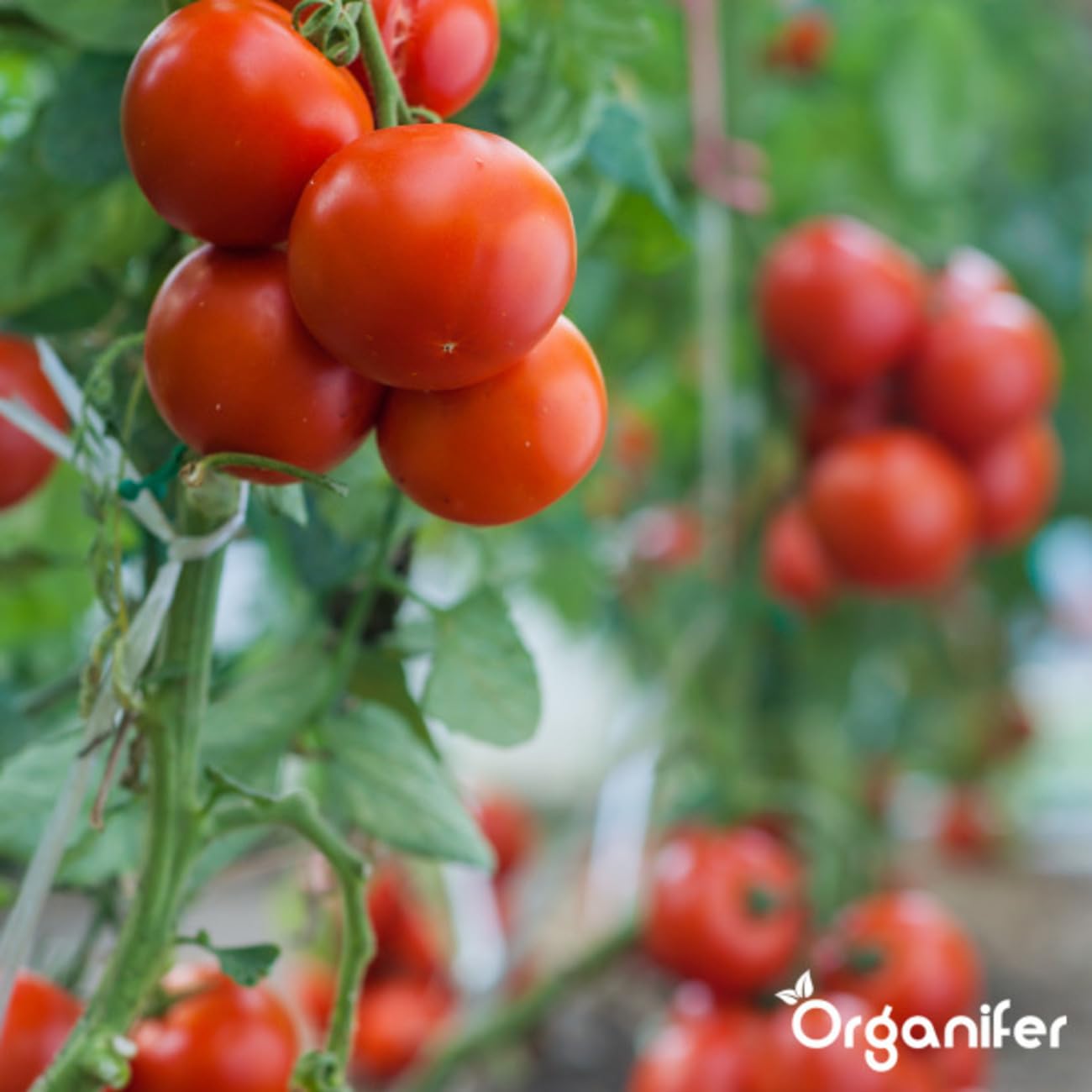 Vinasse Nk Fertilizer 4.5-8 Liquid | 800L Ibc - Organiczne Odżywianie Dla Wszystkich Roślin - Organifer