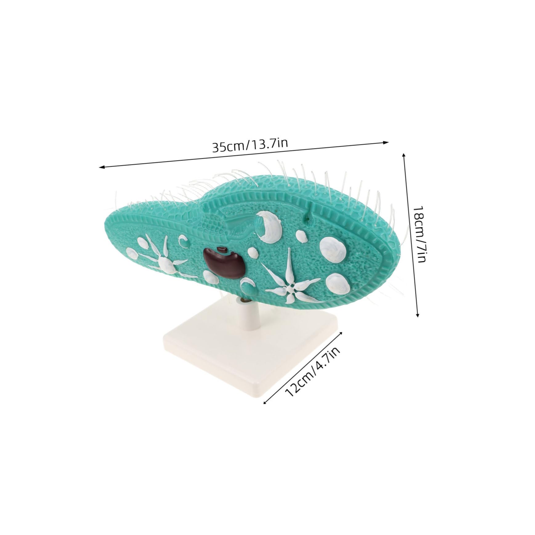 Toyvian Riproduzione di Paramecio per Istruzione Scientifica Strumento di Biologia per Insegnanti Scolastici Campione Biologico per Studio di Biologia