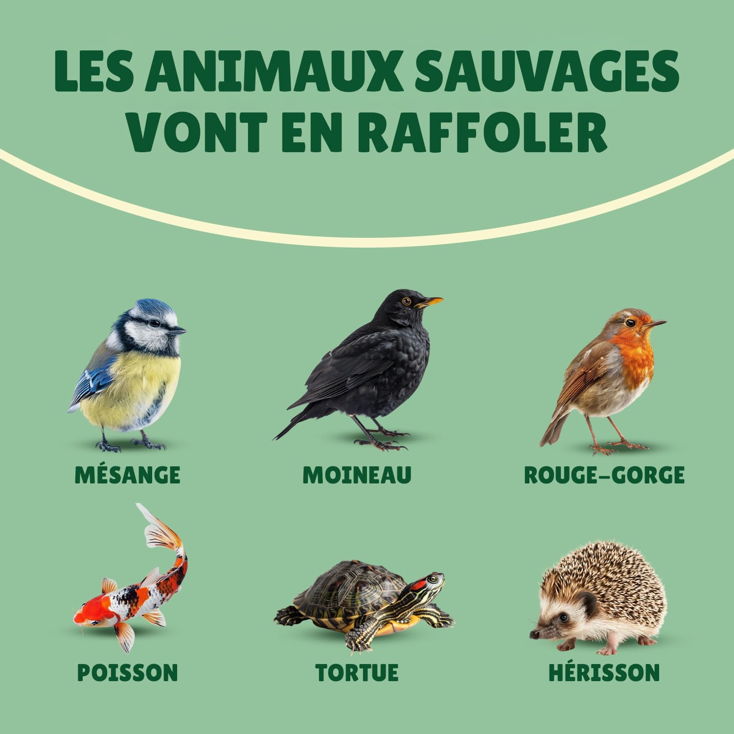 vers de Farine séchés 10kg Au Comptoir de Noé, 100% Naturel, Riches en Protéines et Bonnes Graisses, Alimentation pour Poissons, Oiseaux Sauvages, Tortues, Hérissons, Rongeurs et Reptiles
