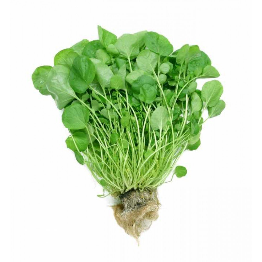 watercess - 50 seed-picture-10