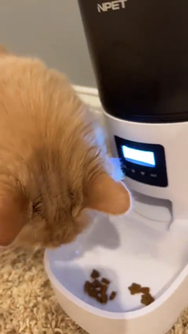 NPET Automatic Cat Feeder ClogFree 135oz/4L Cat Food Dispenser TwistLock Lid Timed Feeder for